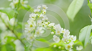 Fragrant white flowers in pendulous long clusters, racemes in spring. Hagberry tree or prunus padus. Slow motion. photo