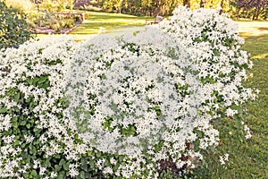 Fragrant white Jasmine flowers in bush or shrub