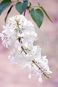 Fragrant white locust tree flowers