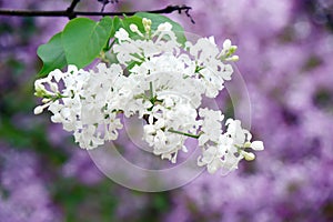 Fragrant white locust tree flowers.