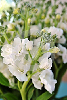 Fragrant white stock flowers