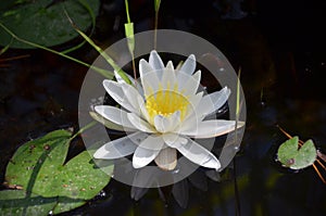 Fragrant White Water Lily