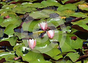 Fragrant White Water Lily Closing