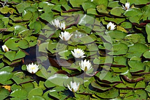 Fragrant White Water Lily