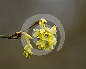 Fragrant Winter Hazel