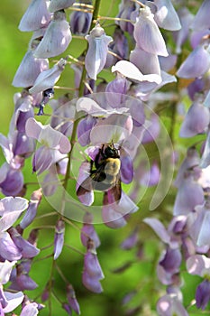 Fragrant wisteria blooms attract bumblebees in late spring