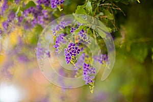 Fragrant Wisteria flower blooming with purple and pink colors in spring in Taiwan, with isolated green nature background