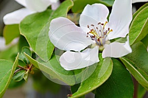 Fragrant young white flower on blossoming quince tree in sunny spring morning