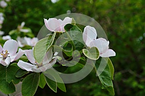 Fragrant young white flower on blossoming quince tree in sunny spring morning