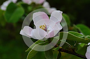 Fragrant young white flower on blossoming quince tree in sunny spring morning