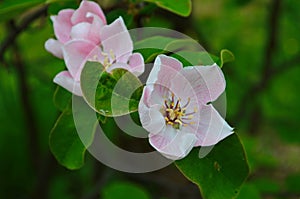 Fragrant young white flower on blossoming quince tree in sunny spring morning