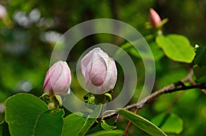 Fragrant young white flower on blossoming quince tree in sunny spring morning