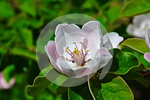 Fragrant young white flower on blossoming quince tree in sunny spring morning