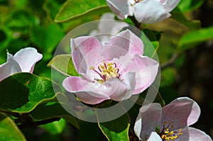 Fragrant young white flower on blossoming quince tree in sunny spring morning