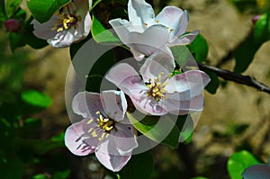 Fragrant young white flower on blossoming quince tree in sunny spring morning