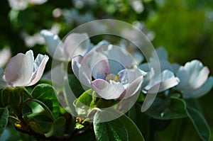 Fragrant young white flower on blossoming quince tree in sunny spring morning