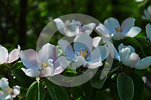 Fragrant young white flower on blossoming quince tree in sunny spring morning