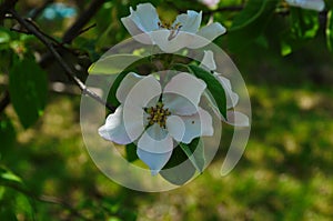 Fragrant young white flower on blossoming quince tree in sunny spring morning