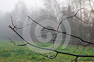 frail and thin branches of the tree after the rain covered with cobwebs in the autumn