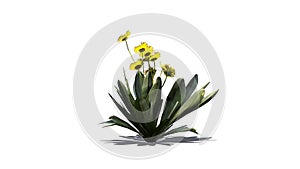 Frailejon plant on white background photo