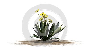 Frailejon plant on white background photo