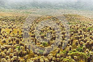 Frailejon Plants in Colombia photo