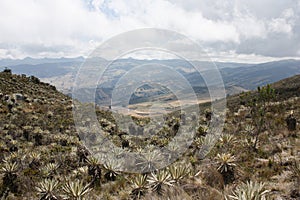 Frailejones and Andes Mountains in Colombia, Sumapaz Paramo