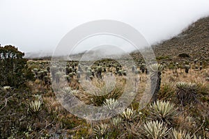 Frailejones with fog down across mountains in Sumapaz Paramo photo