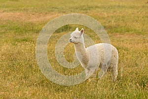 Fram animal white baby alpaca