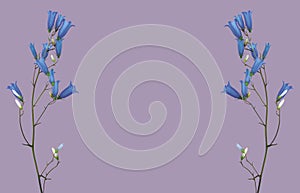 a frame of abstract bluebell flowers with blue buds on a lilac background