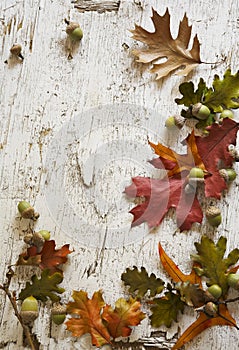 Frame of acorns & fall leaves on rustic white wood photo