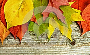 Frame of Autumn Leafs
