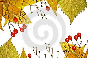 Frame from autumn leaves and berries