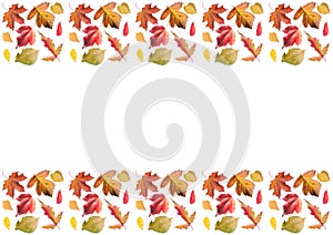 Frame of autumn leaves, horizontal