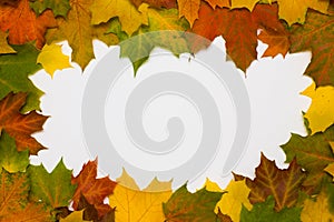 Frame from autumn maple leaves