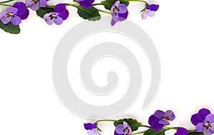 Frame of beautiful flowers viola tricolor  pansy  on a white background with space for text. Top view, flat lay