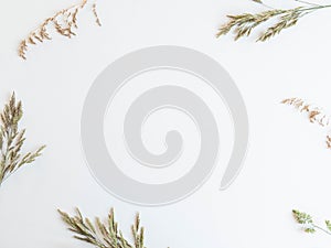 Frame from beautiful wild grasses like orchard grass, barren brome and ryegrass isolated on a white background with copy space