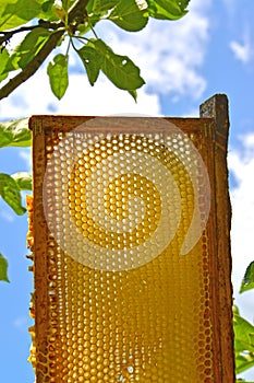 Frame with bee honeycombs on the background of the blue sky