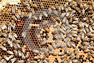 Frame with bee honeycombs