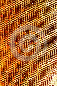 Frame with bee honeycombs