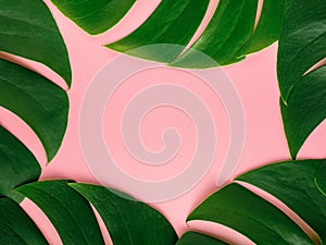 Frame of big tropical green palm leaves Monstera on pink background. Flat lay