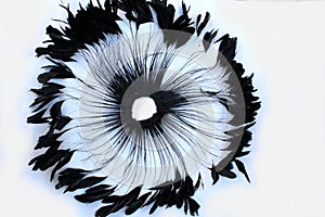 Frame of black feathers on a white background. Emo style frame made of boa feather scarf isolated on white. exotic soft beautifu