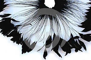 Frame of black feathers on a white background. Emo style frame made of boa feather scarf isolated on white. exotic soft beautifu