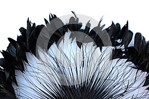 Frame of black feathers on a white background. Emo style frame made of boa feather scarf isolated on white. exotic soft beautifu