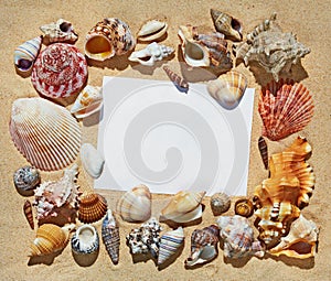 Frame blank space made of colorful beautiful natural seashells on sand background on sea side shore