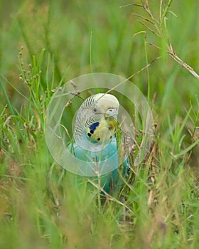 In frame : Blue Budgie parakeet. . The budgerigar, also known as the common parakeet or shell parakeet, is a small, long-tailed, s