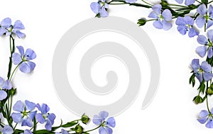 Frame of blue flowers flax and capsules with seed flax  Linum usitatissimum, linseed  on a white background with space for text