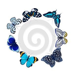 frame of blue, gray, orange, brown butterflies set isolated on white background