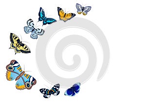 frame of blue, gray, orange, brown butterflies set isolated on white background