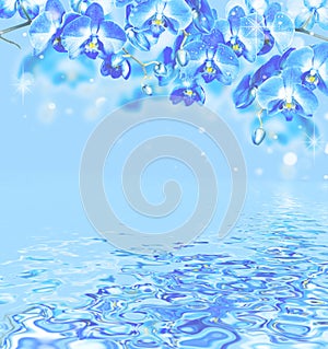 Frame of blue orchid with reflection in a water